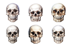 Front view of human skull collection isolated on transparent background. ai generated png