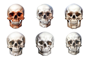 Front view of human skull collection isolated on transparent background. ai generated png