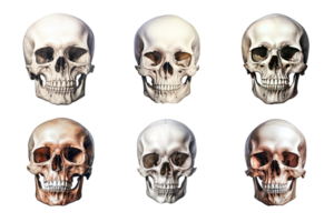 voorkant visie van menselijk schedel verzameling geïsoleerd Aan transparant achtergrond. ai gegenereerd png