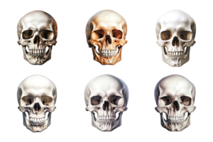 Front view of human skull collection isolated on transparent background. ai generated png