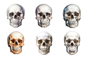 Front view of human skull collection isolated on transparent background. ai generated png