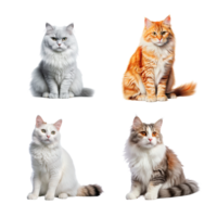 Beautiful cute cat collection isolated on transparent background. ai generated png