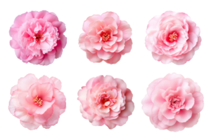 Selection of various pink flowers isolated on transparent background. ai generated png