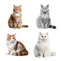 bellissimo carino gatto collezione isolato su trasparente sfondo. ai generato png