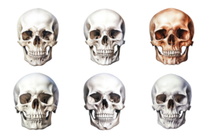 Front view of human skull collection isolated on transparent background. ai generated png