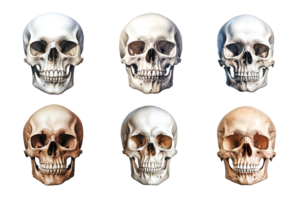frente ver de humano cráneo colección aislado en transparente antecedentes. ai generado png