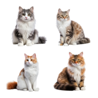 Beautiful cute cat collection isolated on transparent background. ai generated png