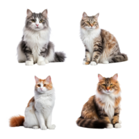 schön süß Katze Sammlung isoliert auf transparent Hintergrund. ai generiert png