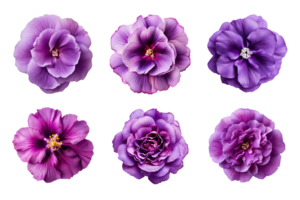 Selection of various purple flowers isolated on transparent background. ai generated png