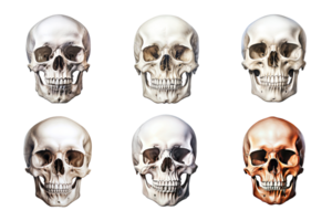 Front view of human skull collection isolated on transparent background. ai generated png