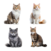 Beautiful cute cat collection isolated on transparent background. ai generated png