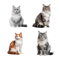 Beautiful cute cat collection isolated on transparent background. ai generated png