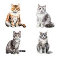 bellissimo carino gatto collezione isolato su trasparente sfondo. ai generato png