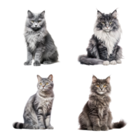 Beautiful cute cat collection isolated on transparent background. ai generated png