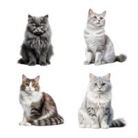 Beautiful cute cat collection isolated on transparent background. ai generated png