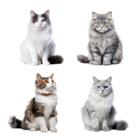 Beautiful cute cat collection isolated on transparent background. ai generated png