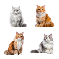 Beautiful cute cat collection isolated on transparent background. ai generated png