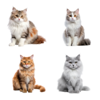 Beautiful cute cat collection isolated on transparent background. ai generated png