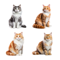 Beautiful cute cat collection isolated on transparent background. ai generated png