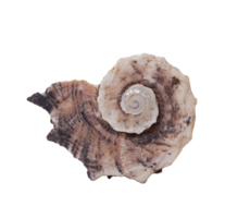 Marine swirl sea shell on isolated background. Vacation, travel concept. Cut out design element. Copy space png