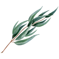 Australian eucalyptus twig with long leaves botanical illustration. Hand drawn watercolor branch of medicinal plant clipart for packaging stickers and postcard design png