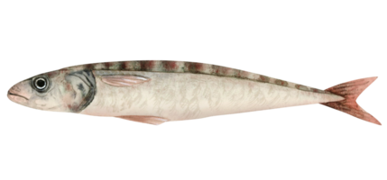 Single Sardine Fisch Aquarell Illustration. frisch atlantisch Fisch Clip Art im grau, Pastell- rot und Grün Farben zum Meeresfrüchte Produkte Designs png