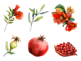 Pomegranates watercolor botanical illustration set with fresh juicy ripe, whole and cut pomegranate with seeds, red flowers and branches for natural cosmetics or juice png