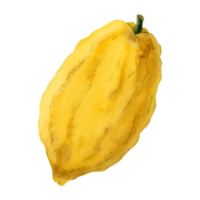 Sukkot etrog fruit for Jewish holiday species watercolor illustration. Yellow citron citrus design element png