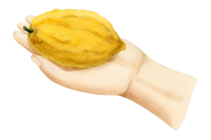 Sukkot etrog fruit taken in hand for selecting for Jewish holiday species ritual watercolor illustration. Yellow citron citrus design element png