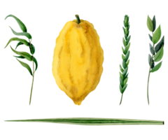 Sukkot plants illustration set of traditional symbols. Four species etrog, hadass, lulav, aravah or watercolor willow and myrtle branches, citron, palm frond png