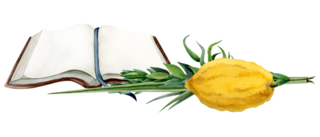 Sukkot traditionell Pflanzen mit öffnen Tora Buch Aquarell Illustration. vier Spezies Weide und Myrte Geäst, etrog Zitrone Frucht, Palme Wedel zum jüdisch Urlaub png