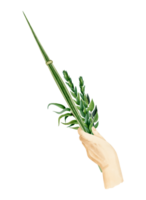 Hand halten lulav Aquarell Illustration zum jüdisch Sukkot Urlaub. des Mannes Hand mit traditionell Pflanzen von Palme Blatt, Myrte, Weide png