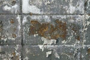 Algae coating on a natural stone wall photo