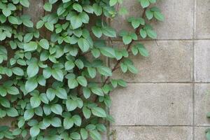 Wood and leaf texture background photo