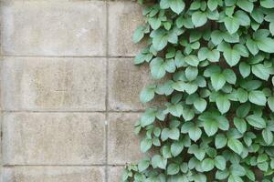 Wood and leaf texture background photo