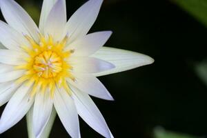 Beautiful White Lotus Flower with Green leaf in in blue pond photo