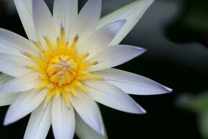 Beautiful White Lotus Flower with Green leaf in in blue pond photo