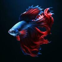 Betta fish, Colorful fighting Siamese fish with beautiful tail. photo