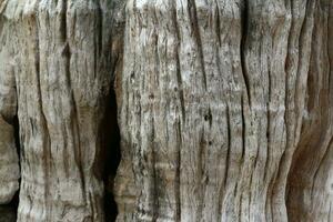 Old weathered wood background texture with swirl pattern photo