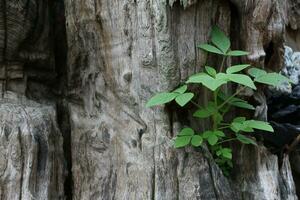 Old weathered wood background texture with swirl pattern photo