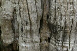 Old weathered wood background texture with swirl pattern photo