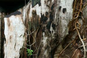 Old weathered wood background texture with swirl pattern photo