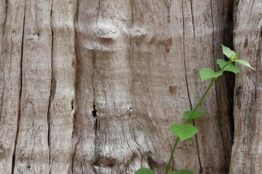 Old weathered wood background texture with swirl pattern photo