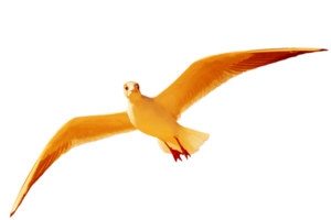 Symbol von Vogel png