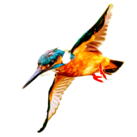 icono de pájaro png