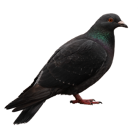 ícone do pássaro png