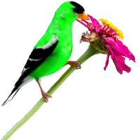 icono de pájaro png