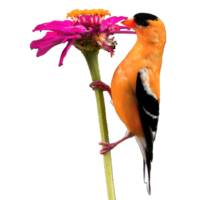 icon of bird png