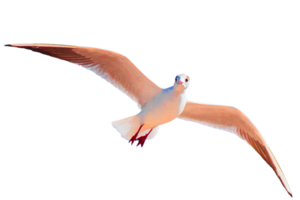 icono de pájaro png