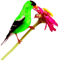 icône de oiseau png